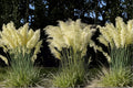 White Pampas Grass Seeds – Cortaderia selloana, Ornamental Grass, Perennial, White Plumes, Landscape & Garden Plant, 100 Seeds