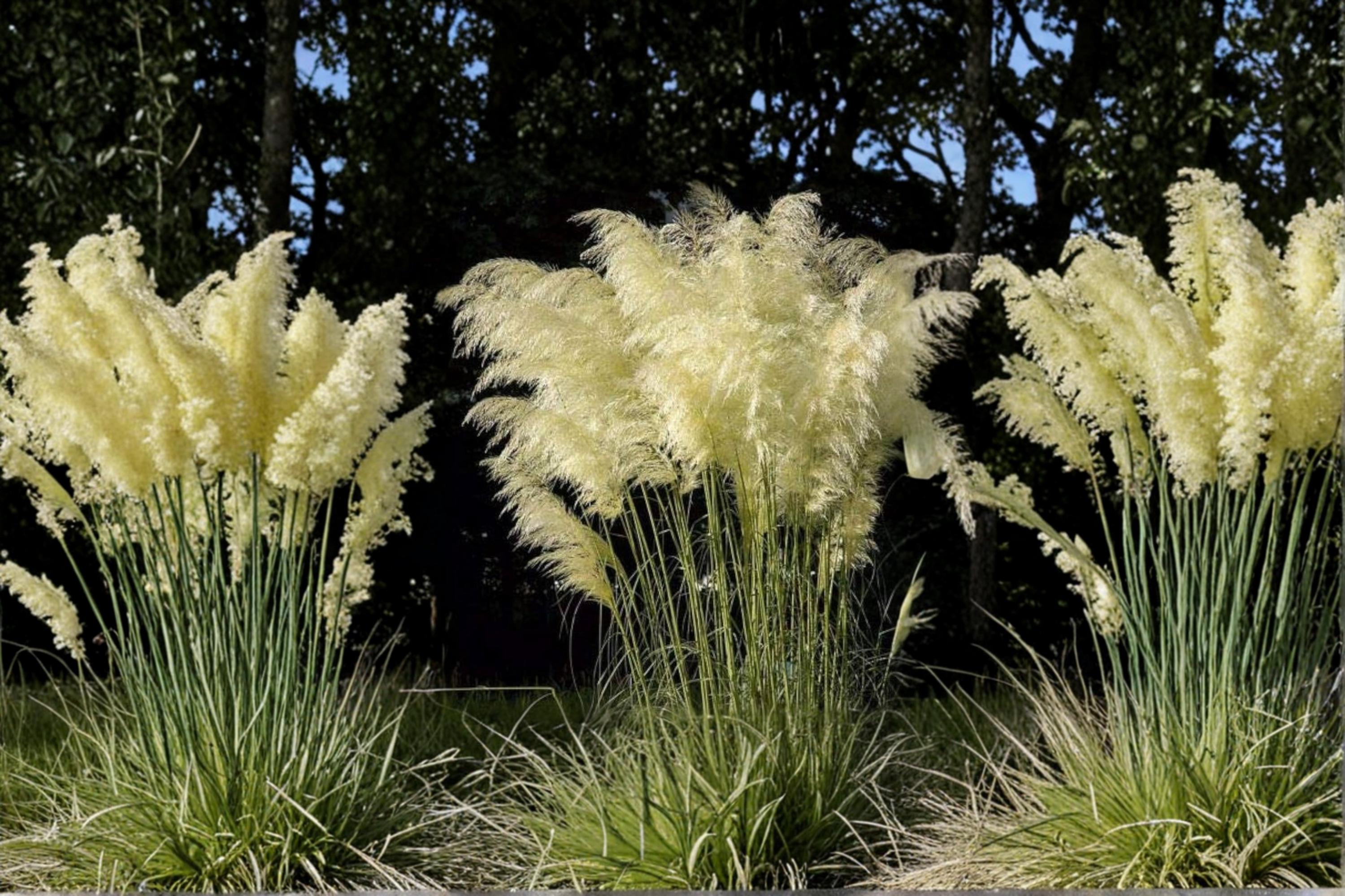 White Pampas Grass Seeds – Cortaderia selloana, Ornamental Grass, Perennial, White Plumes, Landscape & Garden Plant, 100 Seeds