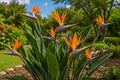 Yellow Bird of Paradise Live Plant in 6-Inch Pot, Tropical Strelitzia reginae, Exotic Flowering Plant for Garden or Indoor