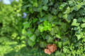 English Ivy Seeds – Hedera helix Climbing Vine for Ground Cover & Walls, Evergreen Foliage, Outdoor Planting, 30 Seeds