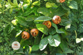 Showy Medlar Seeds – Edible Fruit Tree, Hardy Mespilus germanica, Ornamental Flowers & Fall Foliage, 10 Seeds