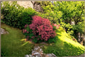 Smoke Tree Seeds – Cotinus coggygria, Deciduous Shrub, Flowering Ornamental Plant, Full Sun, Well-Drained Soil, 40 Seeds