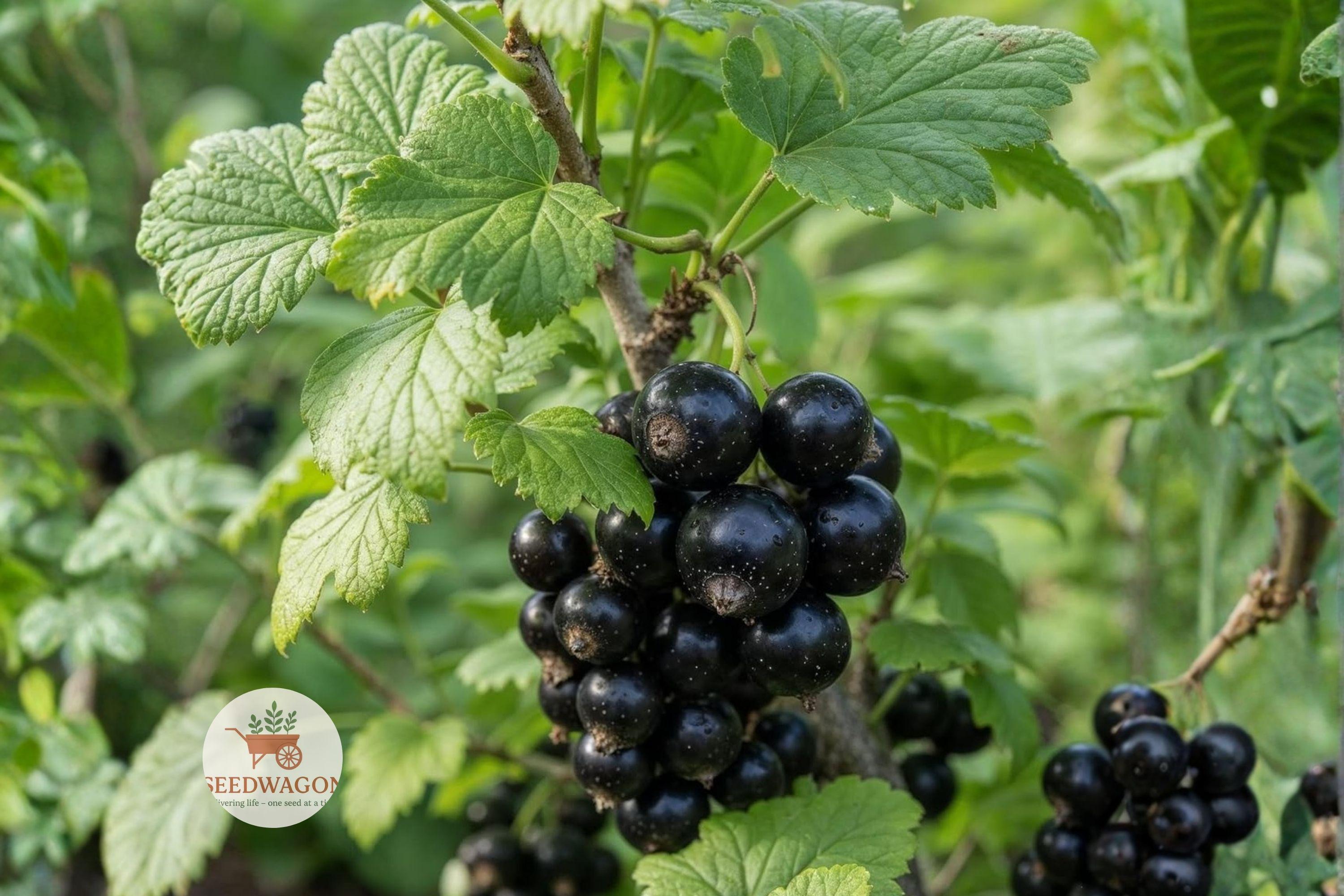 Black Chokeberry Seeds – Aronia melanocarpa, Edible Fruit, Fall Color, Hardy Shrub, 50 Seeds