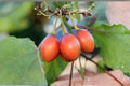 Tamarillo Tomato Tree Seeds – Solanum betaceum – Fruit-Bearing Shrub for Outdoor & Container Planting