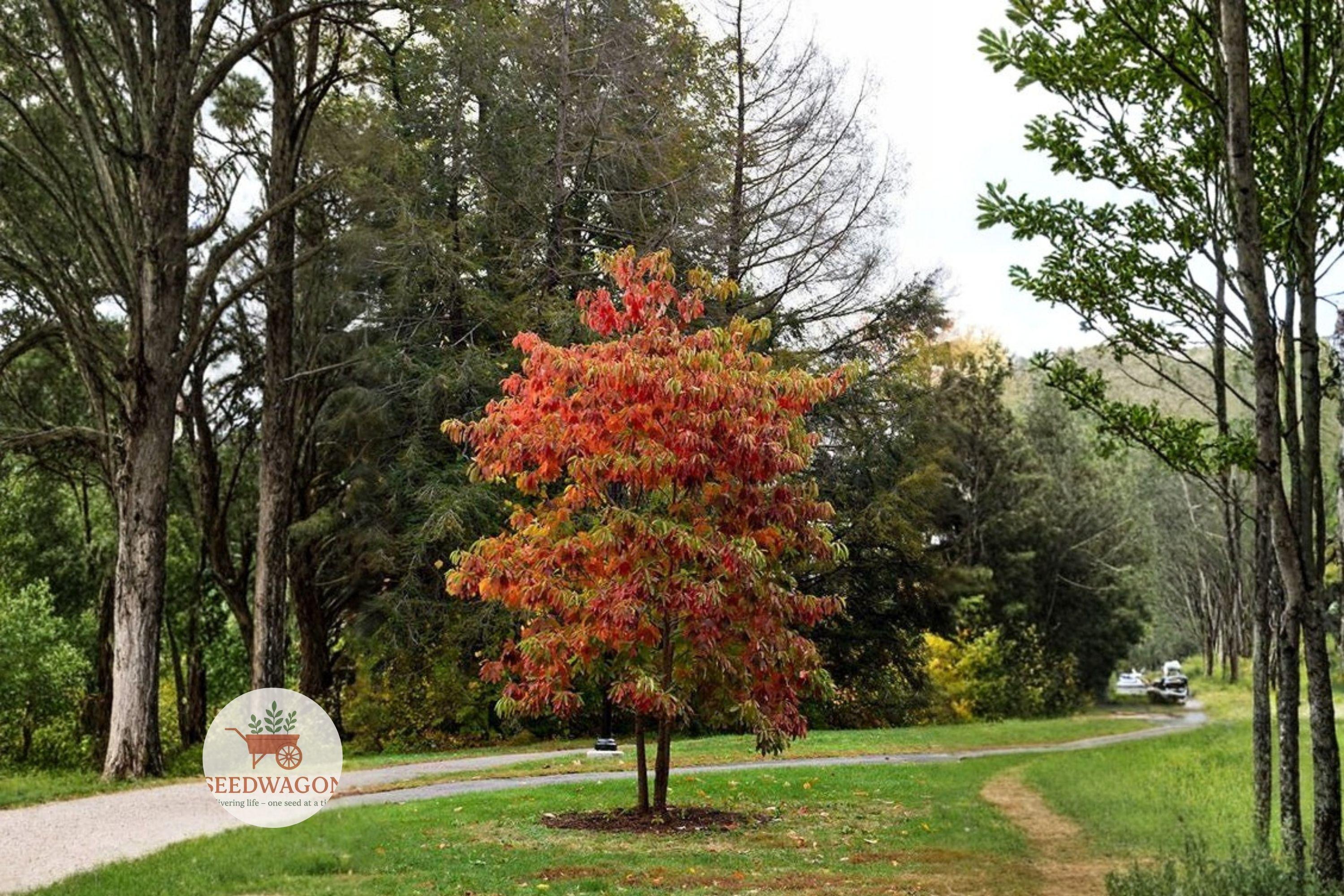 Fragrant Sassafras Tree Seeds – Native Shade Tree with Fall Color & Mitten Leaves – Sassafras albidum, Drought Tolerant, Wildlife-Friendly
