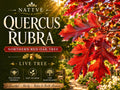 Northern Red Oak Bare Root Tree 12-24" Quercus rubra Deciduous Shade Tree Wildlife Landscape