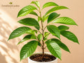 Black Cherry Bare Root Tree 12-24" Prunus serotina Native Shade Tree Wildlife Garden