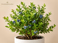 Top Hat Dwarf Blueberry Starter Plant – Vaccinium angustifolium, Compact Edible Shrub for Containers & Garden