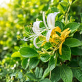 Color Changing Honeysuckle Vine | Fragrant Climbing Plant | Live Bare Root Lonicera spp. | 1+ Foot Blooming Vine