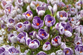 Striped Pickwick Crocus Bulb – Crocus vernus Spring Flowering Bulb with Purple and White Striped Blooms