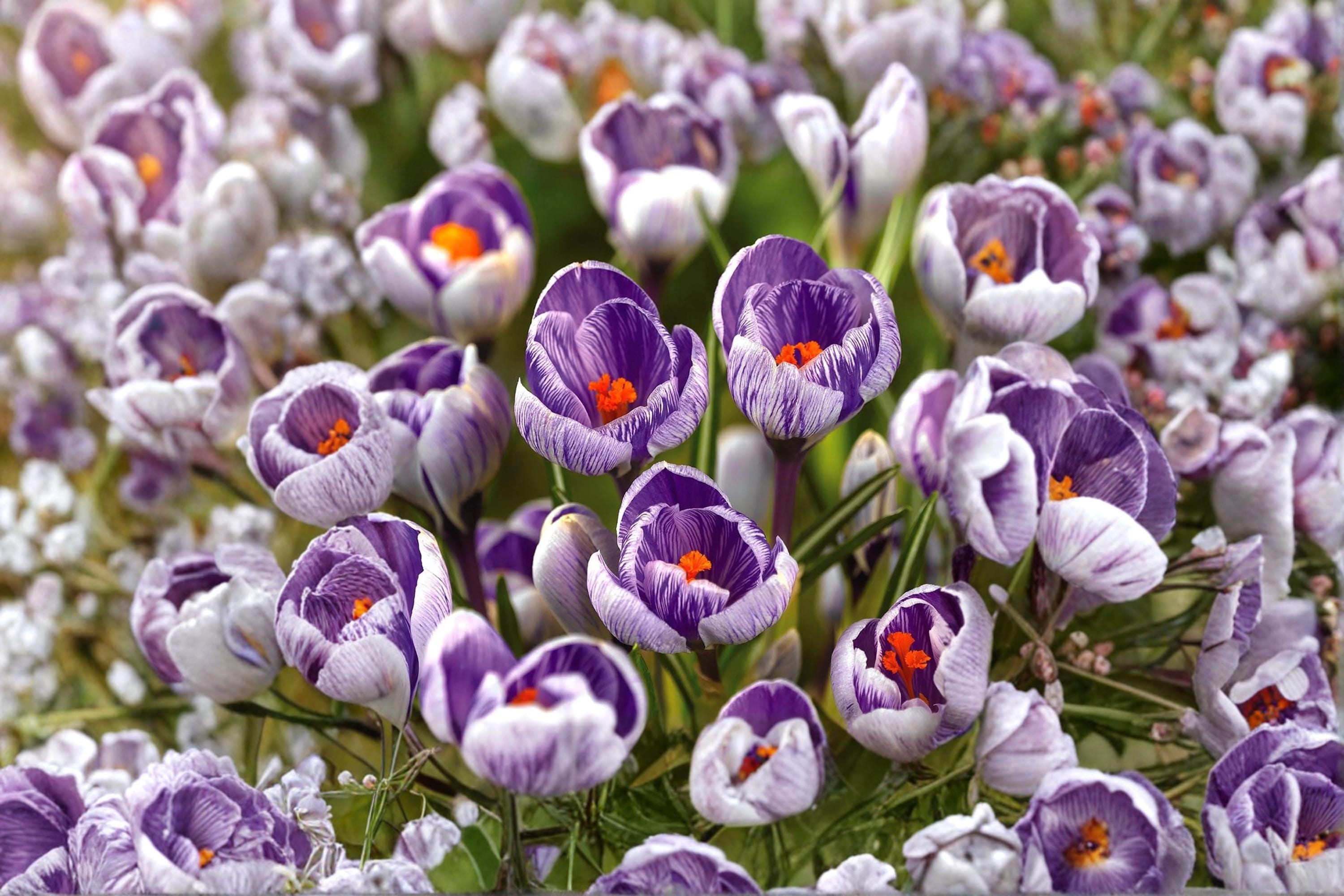 Striped Pickwick Crocus Bulb – Crocus vernus Spring Flowering Bulb with Purple and White Striped Blooms