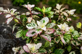 Tropical Hibiscus Plant - Variegated Leaves, Red Flowers - Hibiscus rosa-sinensis 'Aussie Queen' - 4-inch Pot