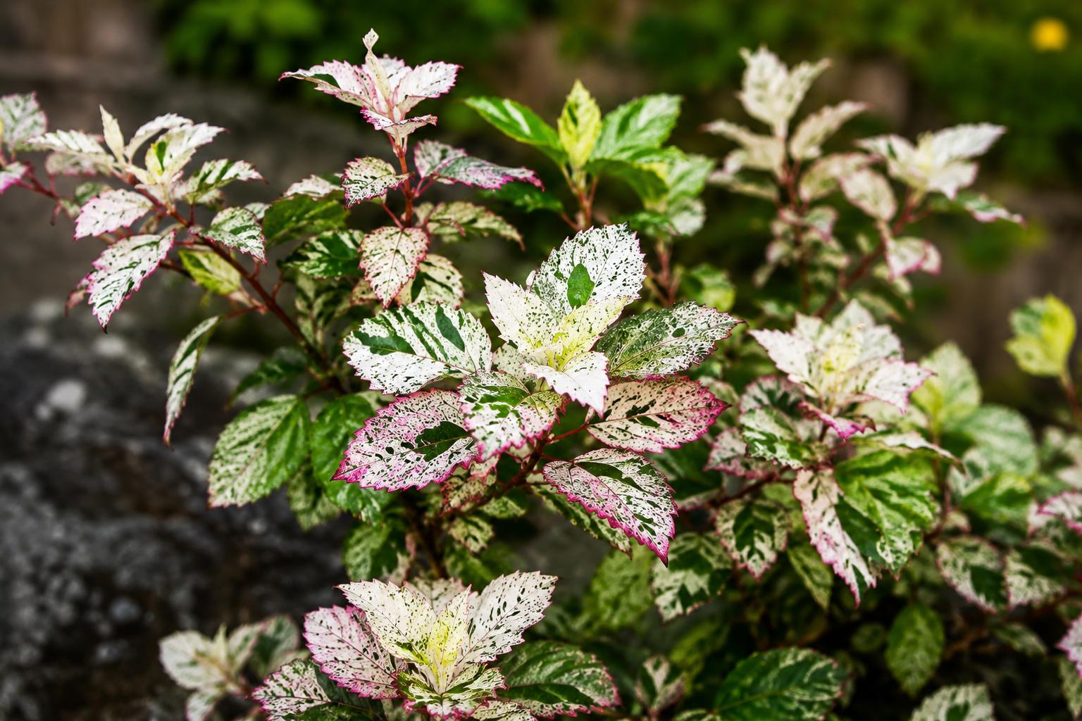 Tropical Hibiscus Plant - Variegated Leaves, Red Flowers - Hibiscus rosa-sinensis 'Aussie Queen' - 4-inch Pot