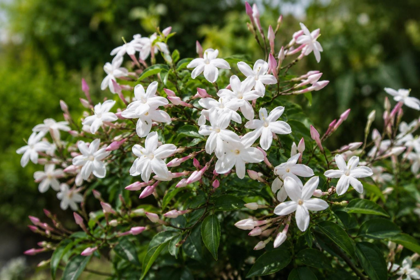 Jasmine Plant 6-10 Inches Pink Polyanthum Fragrant Vine Jasminum polyanthum for Garden, Trellis, Fence