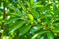 Snailseed Laurel Tree Live Plant - Tropical Shade Tree - 8-12 Inches - Cryptocarya alba - Indoor & Outdoor Landscaping