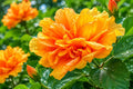Cajun Hibiscus Plant - Big Double Gold Yellow - Tropical Exotic Hibiscus rosa-sinensis for Garden or Patio
