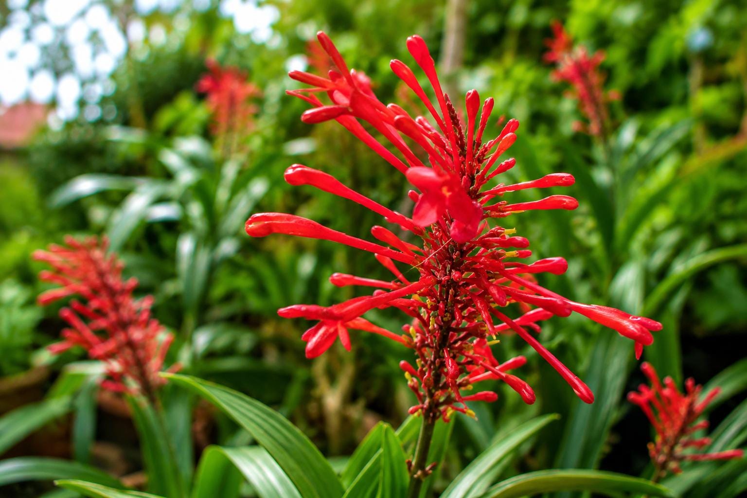Red Firespike Plant - Florida Native Winter Blooming Perennial Attracts Hummingbirds & Butterflies (Odontonema strictum)