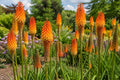 Red Hot Poker Plant - Live Perennial with Bright Orange Yellow Blooms - Kniphofia uvaria for Butterfly Garden and Landscaping