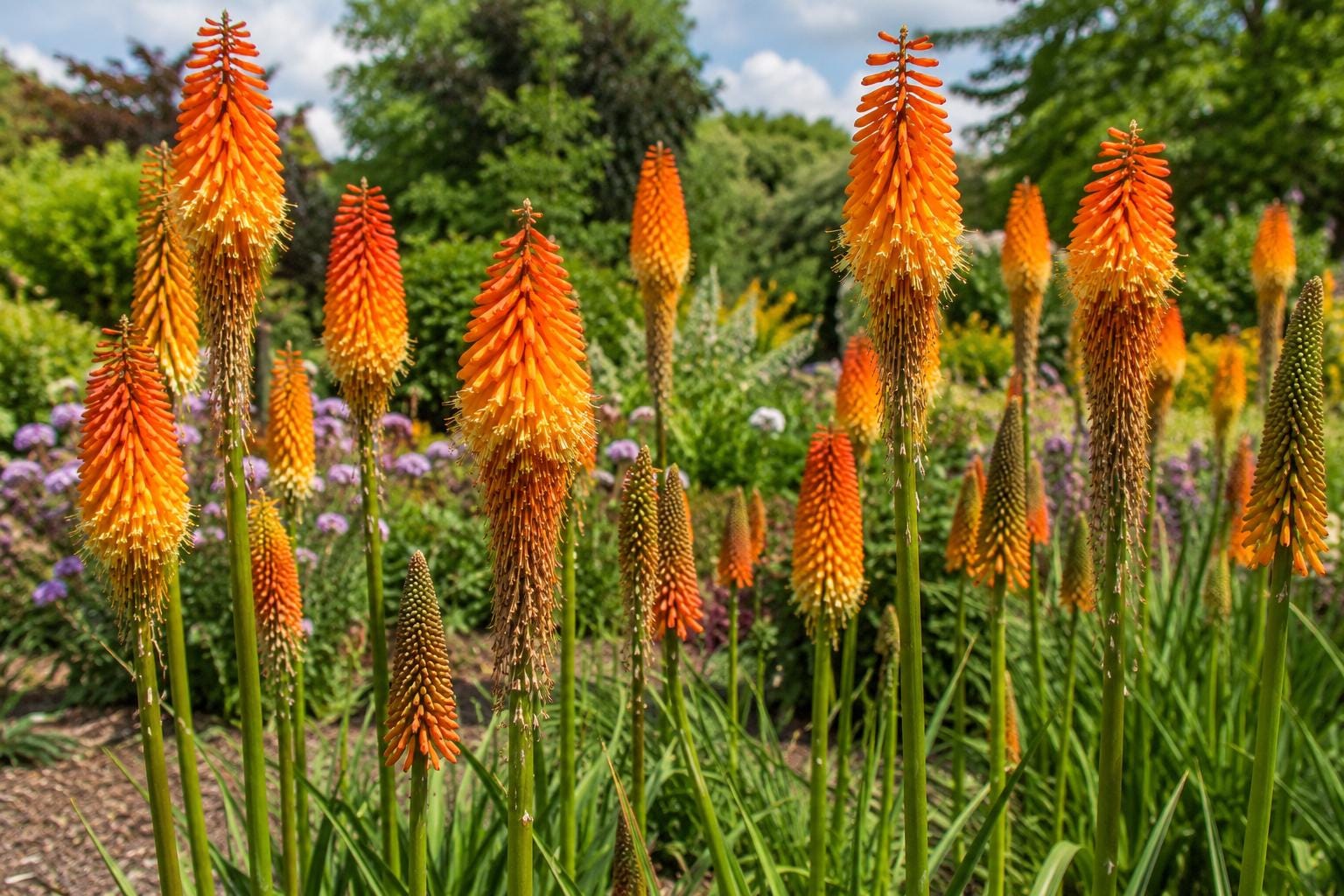 Red Hot Poker Plant - Live Perennial with Bright Orange Yellow Blooms - Kniphofia uvaria for Butterfly Garden and Landscaping