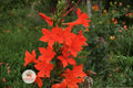 Standing Cypress Seeds - Ipomopsis rubra Wildflower Seeds for Pollinator Gardens, Drought Tolerant, Scarlet Red Tubular Blooms