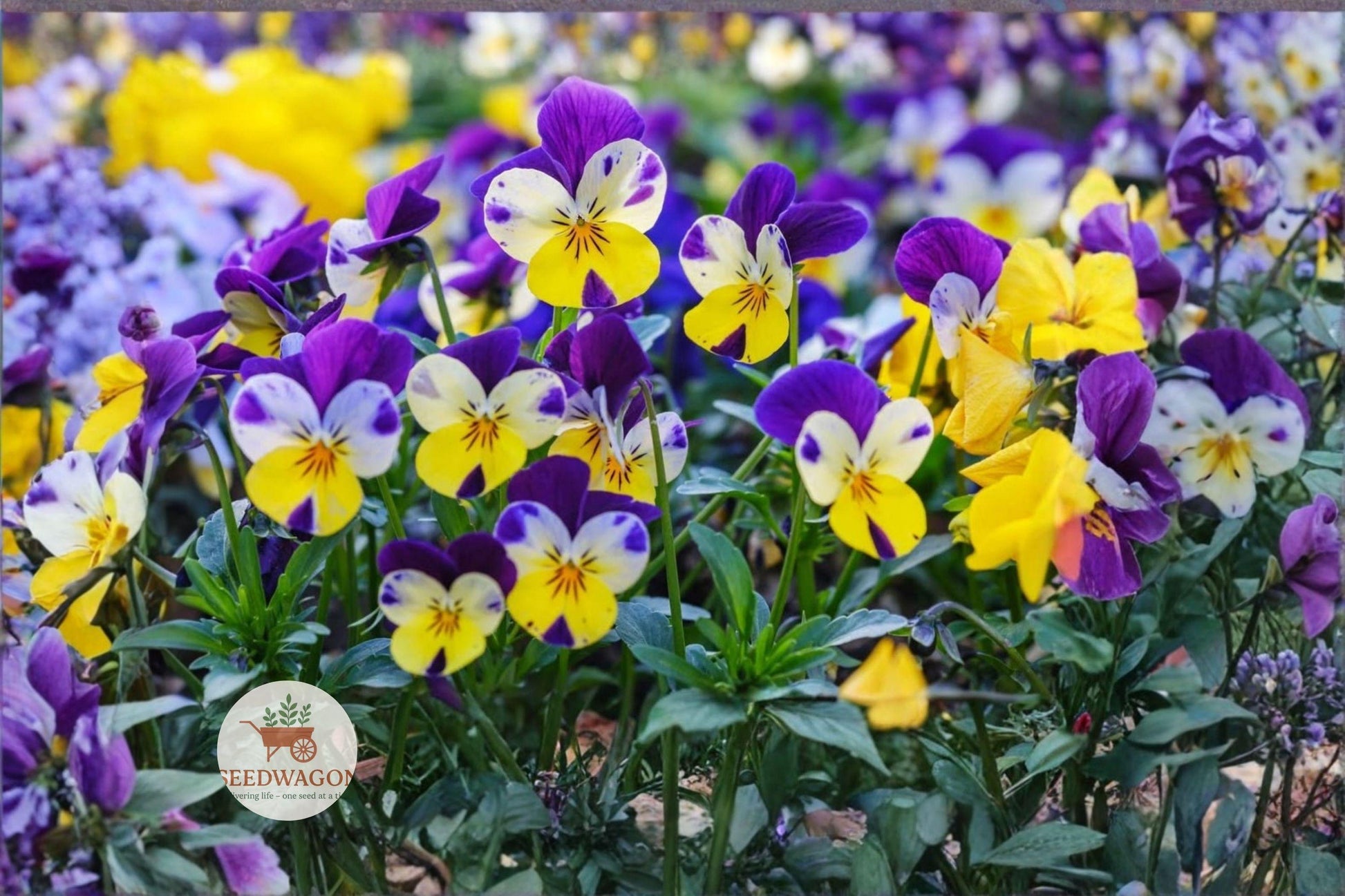 Helen Mount Johnny Jump Up Seeds – Viola tricolor Flower Seeds, Compact Annual, Pollinator-Friendly, Colorful Purple, Yellow & White