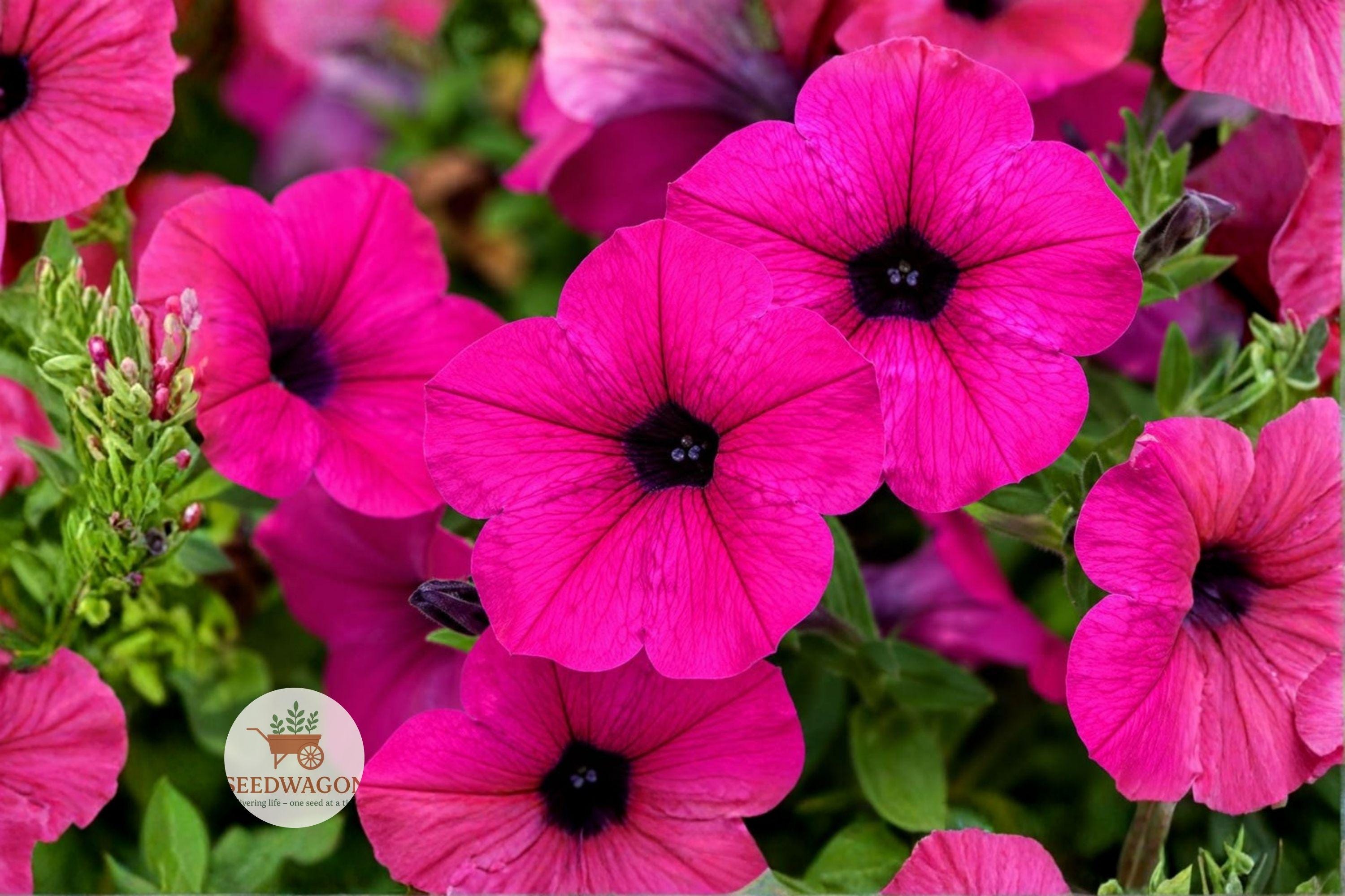 Shanin Wild Petunia Seeds – Vibrant Purple Flowering Annual, Pollinator Friendly, Easy to Grow from Seed, for Containers & Borders