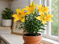 Yellow Alsek Lily Bulbs – Lilium hybridum ‘Alsek’ Perennial Flowering Bulbs for Garden, Borders, Containers