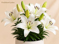 Navona White Asiatic Lily Bulbs – Lilium asiaticum ‘Navona’ Hardy Perennial Flower for Borders & Containers