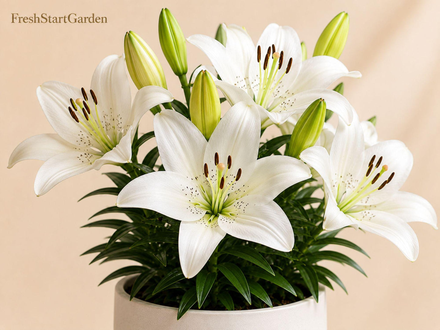 Navona White Asiatic Lily Bulbs – Lilium asiaticum ‘Navona’ Hardy Perennial Flower for Borders & Containers
