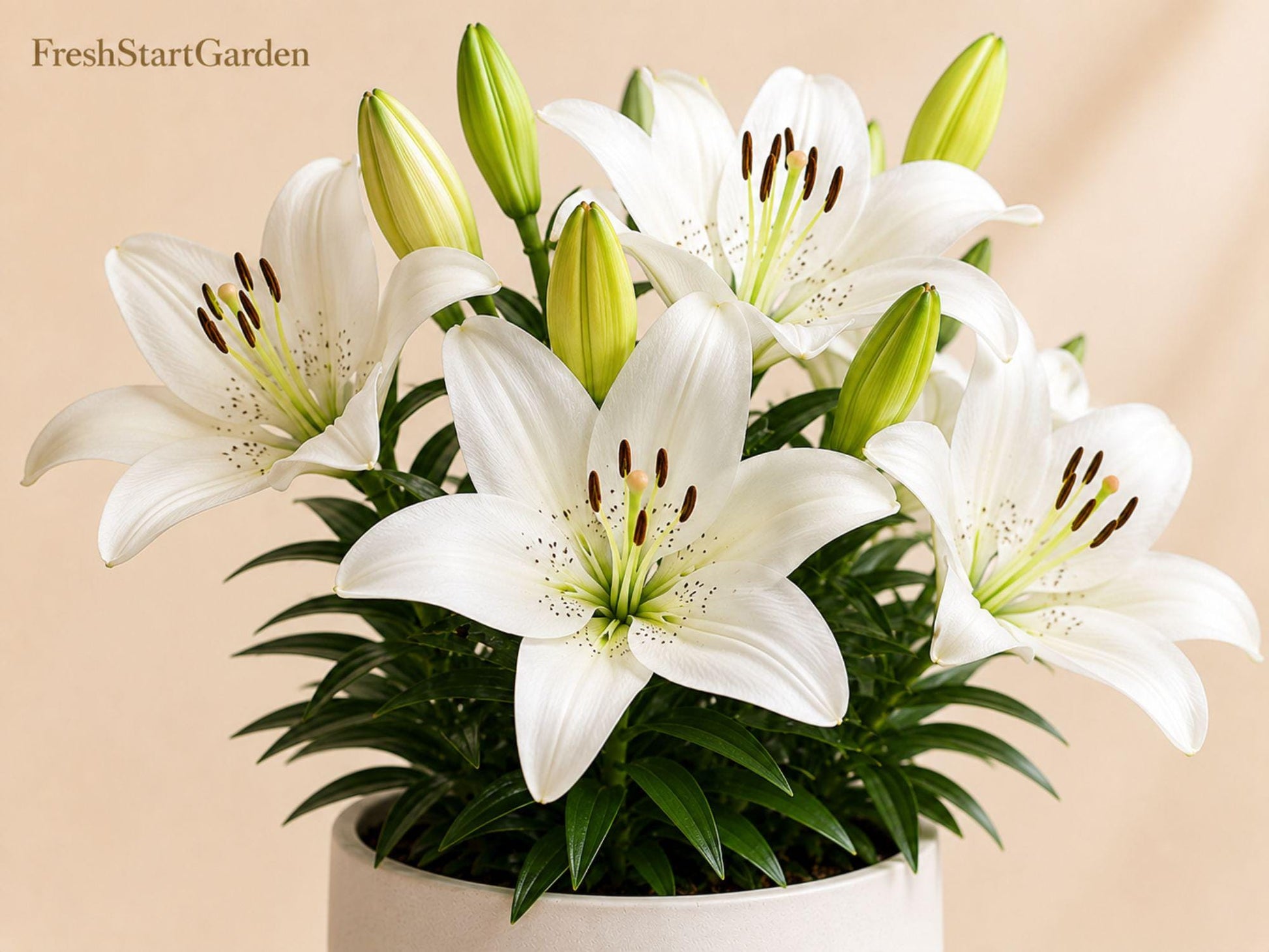 Navona White Asiatic Lily Bulbs – Lilium asiaticum ‘Navona’ Hardy Perennial Flower for Borders & Containers