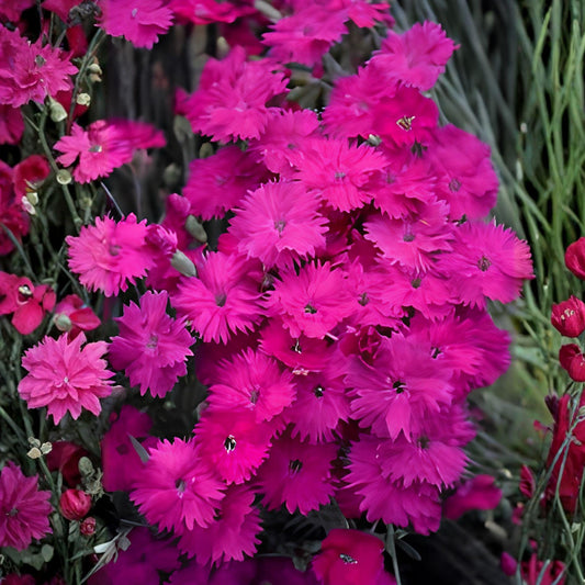 Neon Star Dianthus Live Starter Plant | Fragrant Pink Perennial | Evergreen Garden Flower | Dianthus ‘Neon Star’