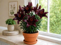 Blackstone Asiatic Lily Bulbs – Deep Burgundy Flowers – Hardy Perennial Lilium asiaticum 'Blackstone'