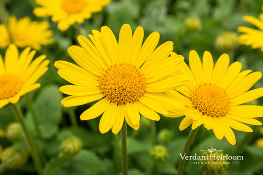 Leonardo Compact Leopard's Bane Live Plant – Yellow Daisy Perennial, Doronicum orientale, Border, Cottage Garden, Pollinator-Friendly