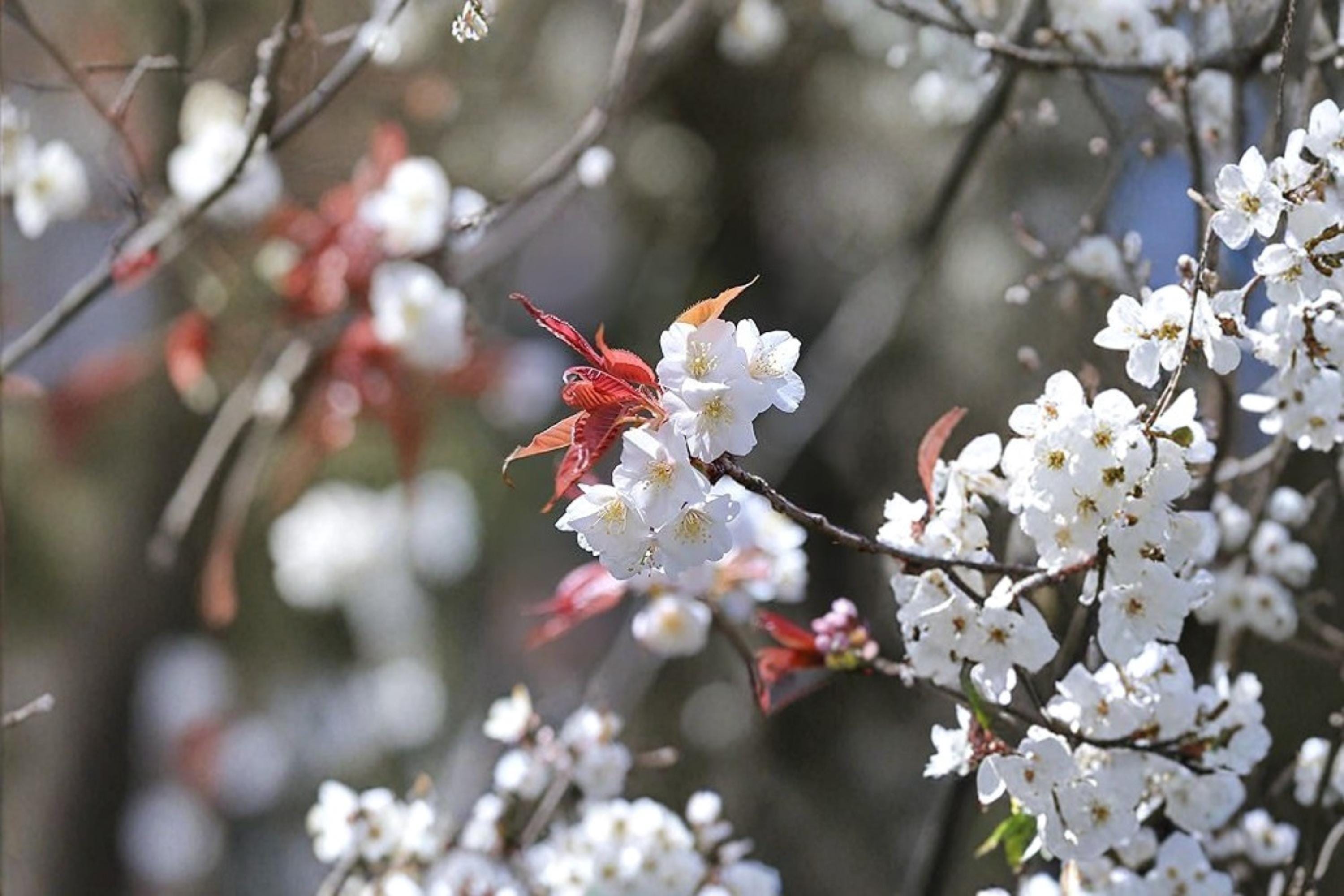 White Flowering Cherry Tree Seeds – Prunus serrulata – Ornamental Flowering Tree for Garden & Landscape
