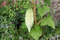 Bitter Gourd Seeds, Momordica charantia, Climbing Vine, Vegetable Seeds, Garden Plant, Outdoor Crop