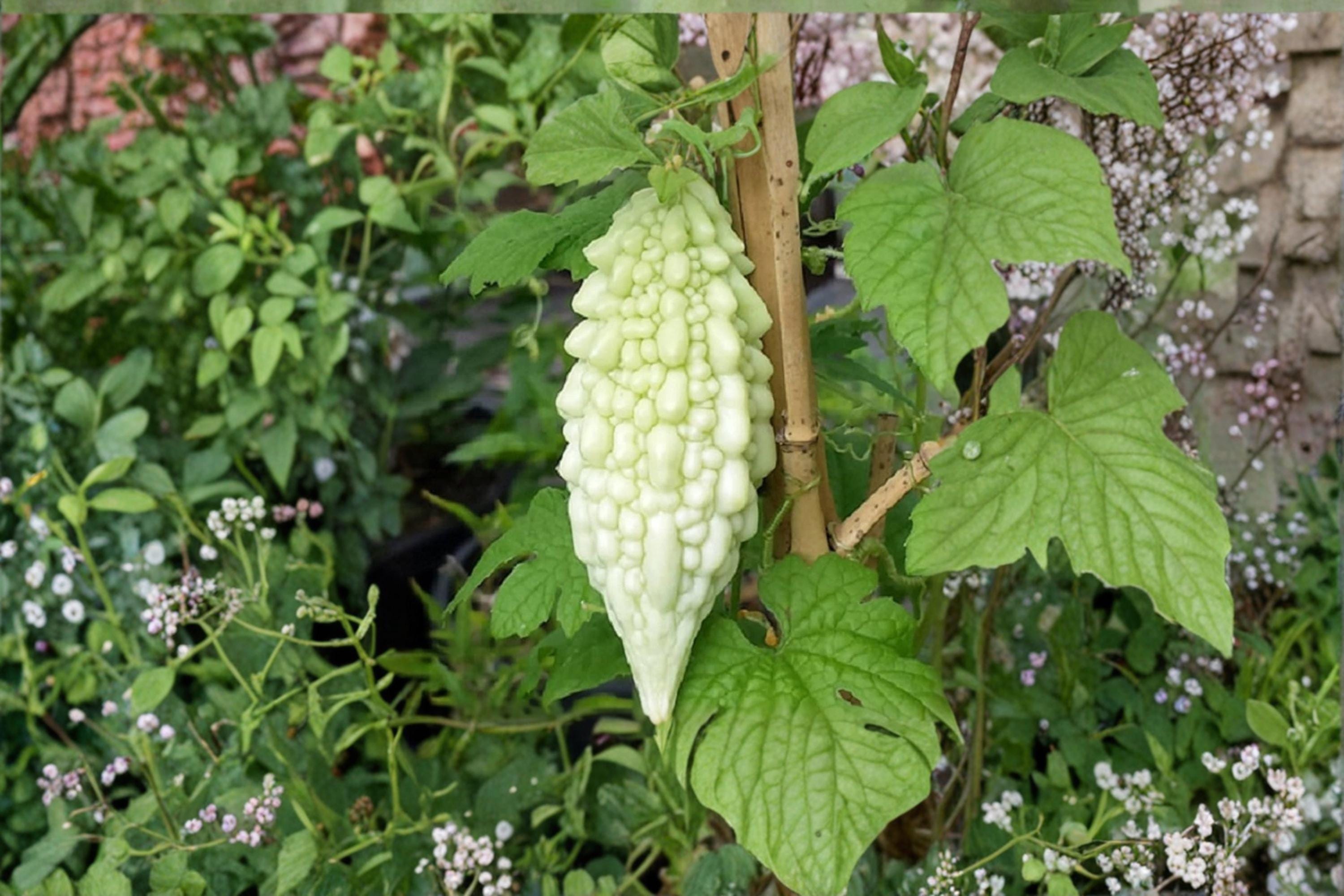 Bitter Gourd Seeds, Momordica charantia, Climbing Vine, Vegetable Seeds, Garden Plant, Outdoor Crop