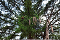 Norway Spruce Seeds – Picea abies Evergreen Tree for Landscaping & Garden Planting, 50 Seeds