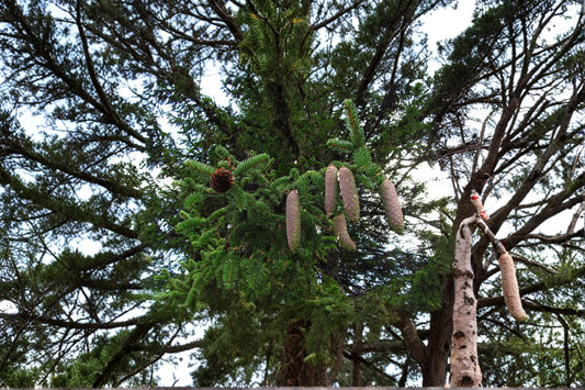 Norway Spruce Seeds – Picea abies Evergreen Tree for Landscaping & Garden Planting, 50 Seeds