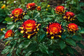 Rare Rose Seeds 20pcs 'Firebird' Non-GMO Heirloom Rosa spp. Vibrant Blooming Flower Seeds