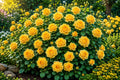 Yellow Climbing Rose Seeds, Non-GMO Heirloom, Rosa 'Climbing Yellow', for Trellises, Fences, Gardens
