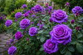 Rare Purple Rose Seeds 20pcs for Home Gardens Rosa spp. Easy Germination, Ornamental Flower, Pollinator Attractant