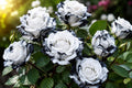 Rare Ink Rose Seeds - 20 Non-GMO Heirloom Rosa spp. Garden Flower Seeds for Borders, Containers, Pollinator Attracting