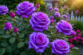 Rare Purple Rose Seeds - 20pcs for Garden, Easy Germination, Rosa spp., Unique Color, Flowering Plant