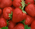 Seascape Everbearing Strawberry Plants Bare Root Day-Neutral Fragaria × ananassa for Spring to Fall Harvest
