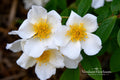 McKay's White Potentilla Live Plant – Compact Flowering Shrub with White Blooms, Hardy Perennial, Potentilla fruticosa