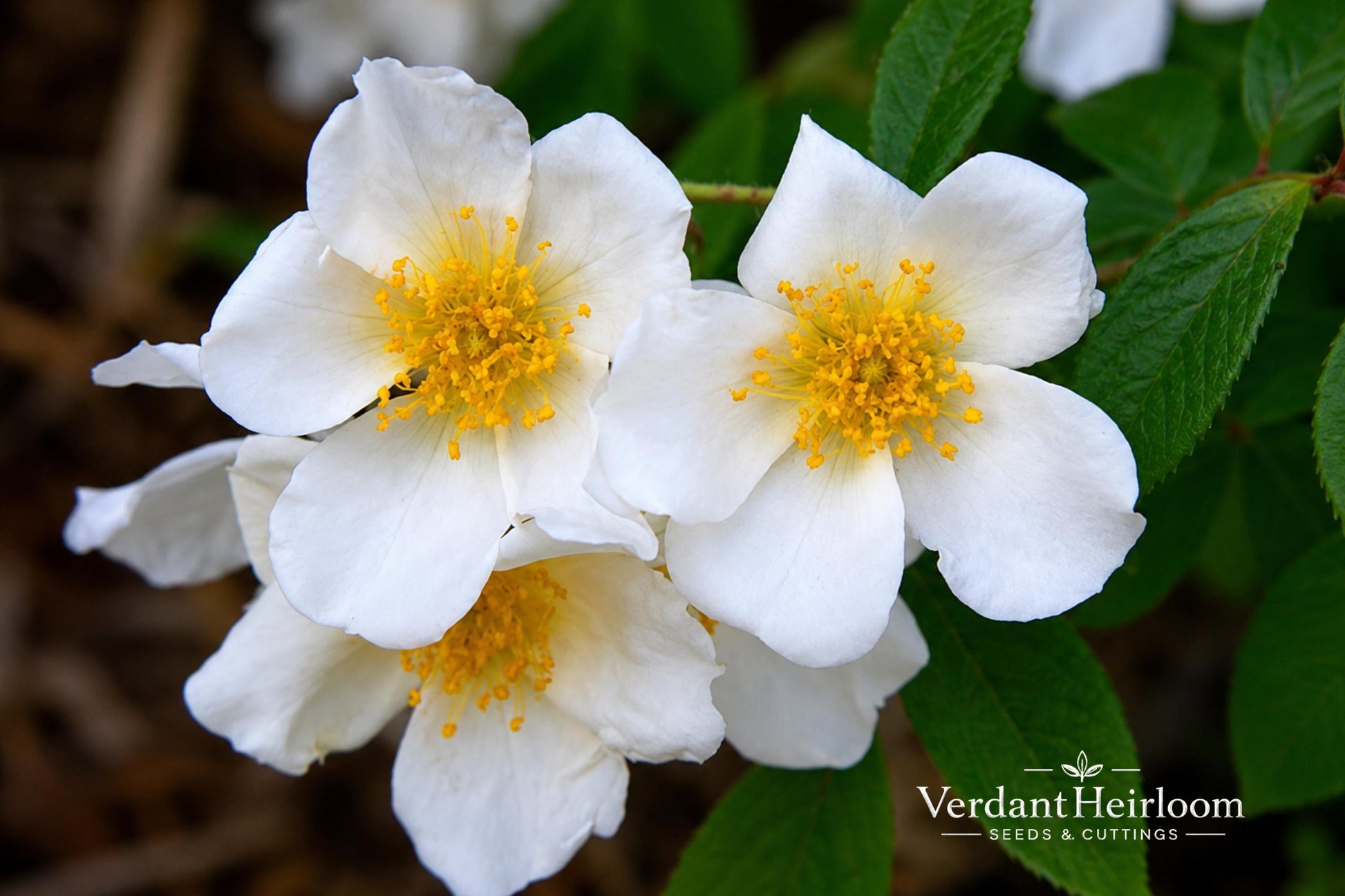 McKay's White Potentilla Live Plant – Compact Flowering Shrub with White Blooms, Hardy Perennial, Potentilla fruticosa