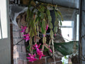 Proud Tina Christmas Cactus Starter Plant | Schlumbergera truncata | Holiday Blooming Houseplant | Tropical Succulent
