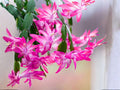 Roxanne Christmas Cactus Starter Plant | Schlumbergera truncata Holiday Blooming Houseplant | Exotic Indoor Succulent
