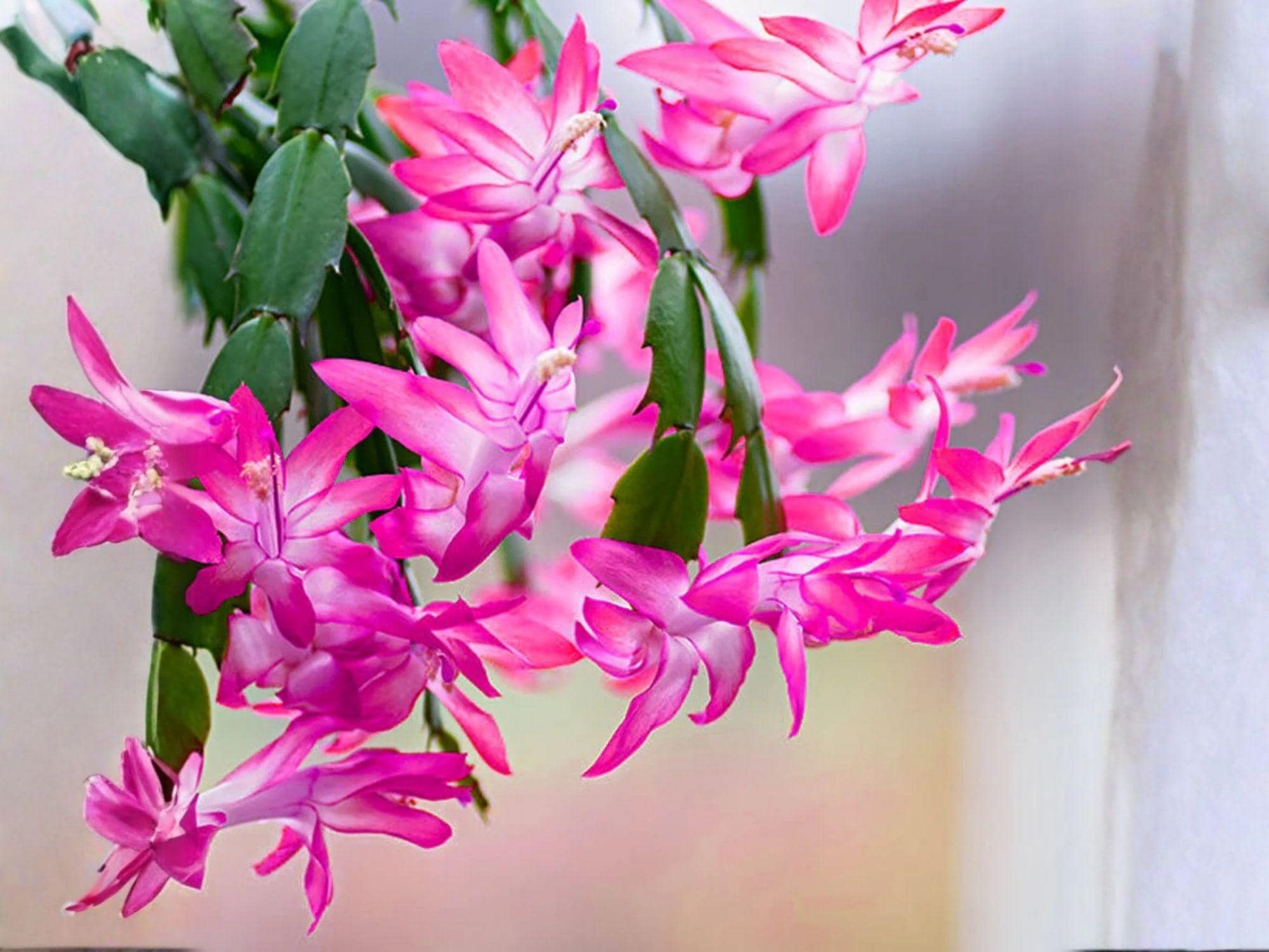 Roxanne Christmas Cactus Starter Plant | Schlumbergera truncata Holiday Blooming Houseplant | Exotic Indoor Succulent