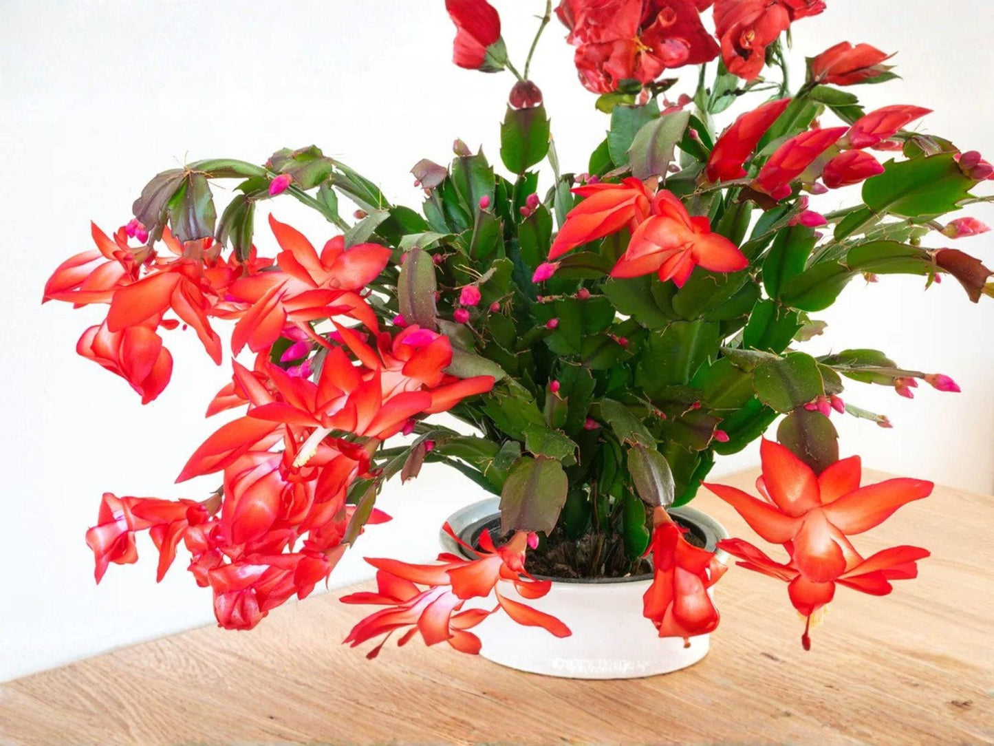 Japanese Dream Christmas Cactus Starter Plant | Schlumbergera truncata | Exotic Holiday Blooming Houseplant